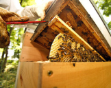 Besuch beim Imker mit Honig-Verkostung fuer 2