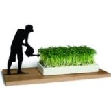 Kresseschale smart n green Kresse ziehen auf der Fensterbank